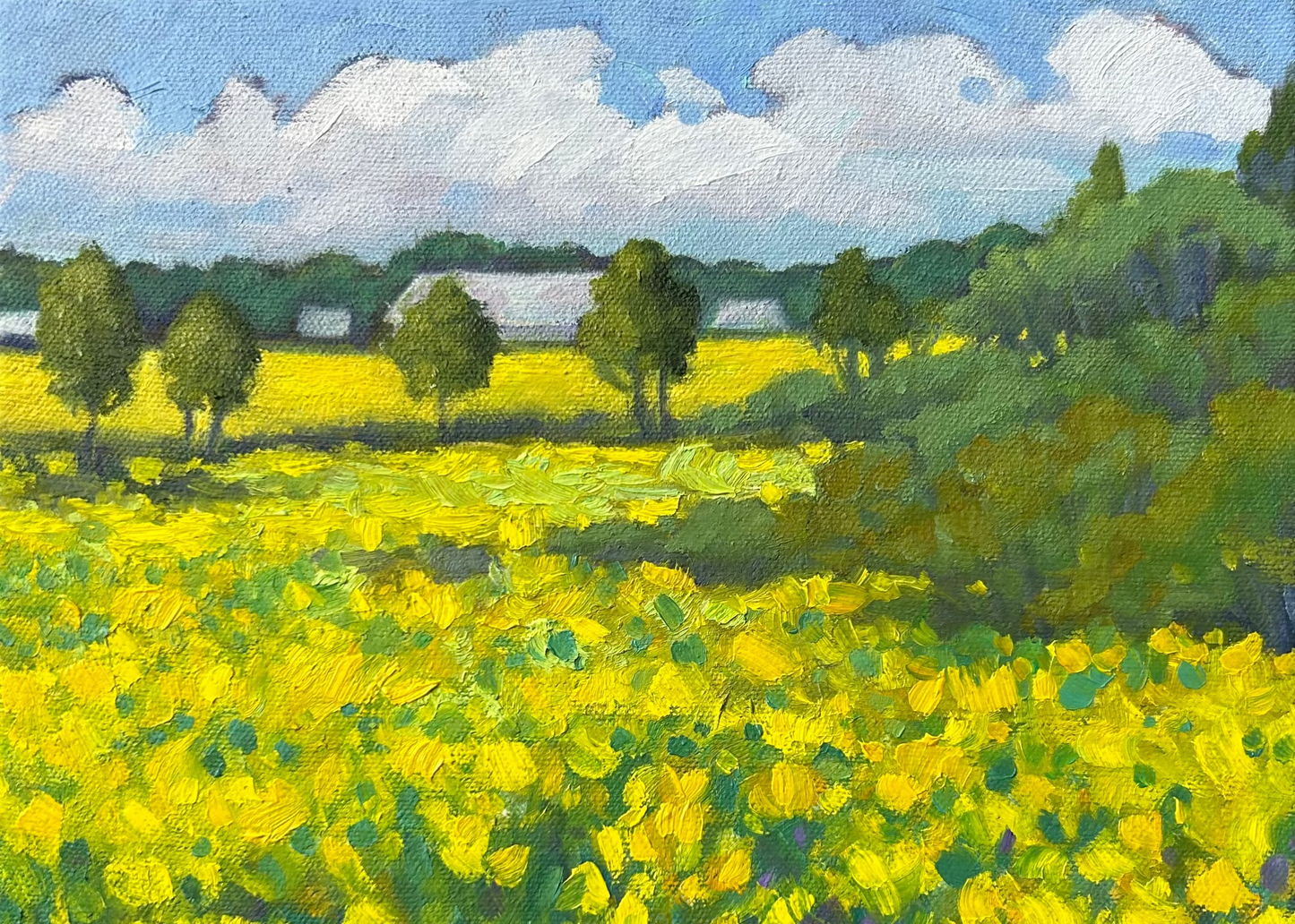 Champs de canola à Saint-André-de-Kamouraska